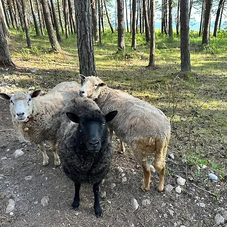 캠프장 Paekapikumaja Vormsi Saarel *