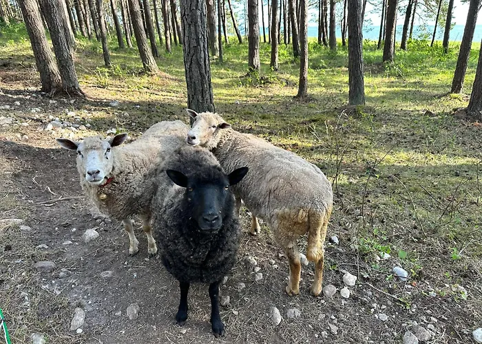 Кемпинг Paekapikumaja Vormsi Saarel *